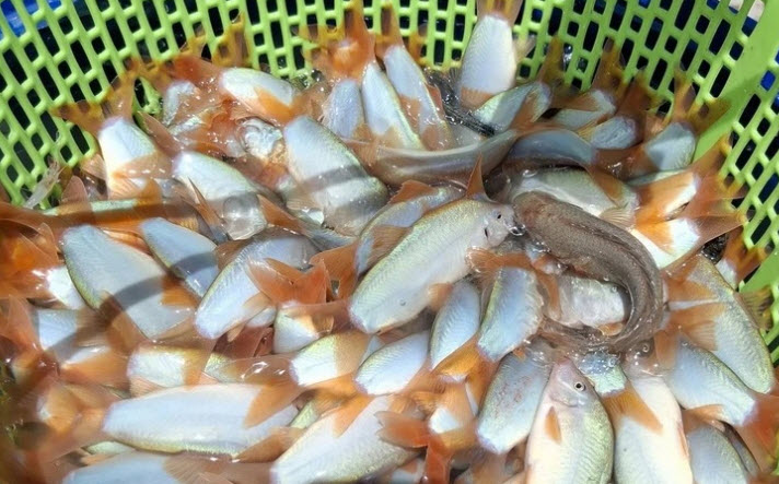 Đây là loại cá đặc sản bán 800.000 đồng/kg ở Đồng Tháp, dễ nhầm với cá cảnh, nghe tên nhầm sang cá biển