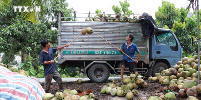 Ở Trà Vinh đang có một loại trái cây tăng giá tốt, nhà vườn nào giật xuống bán là trúng