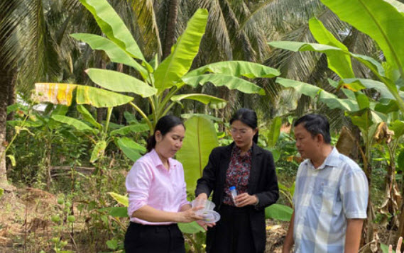 Một huyện của Tiền Giang đã thả 500.000 con ong ký sinh chỉ để tìm diệt một loài động vật quái ác hại dừa
