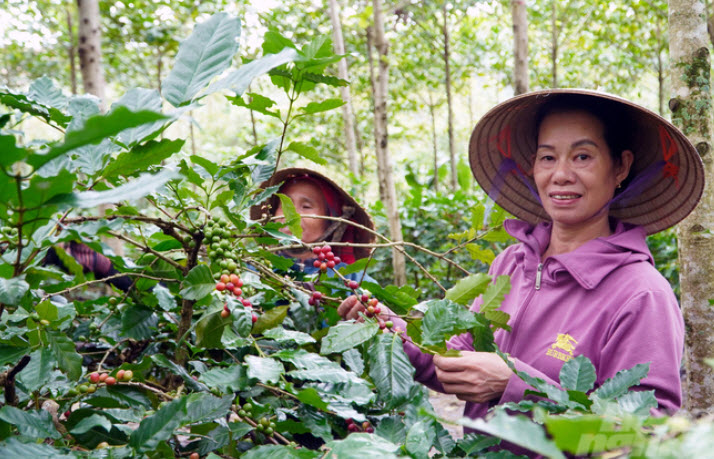 Chuyện của Madam Hương Coffee và cà phê đặc sản dưới tán rừng