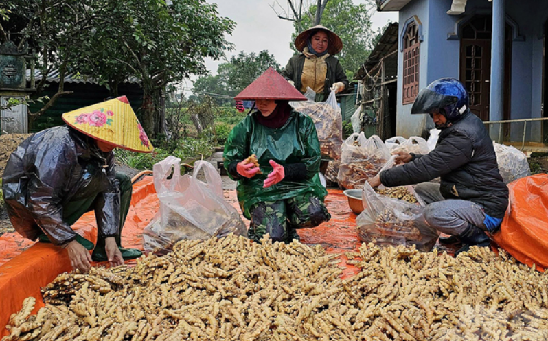 Gừng được mùa, giá tốt, nông dân chờ Tết sung túc