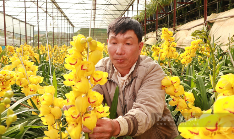 Trồng cây ra hoa quý tộc có tên “Hoàng hậu”, dân Đà Lạt "bỏ túi" vài trăm triệu