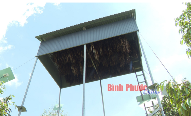 Loài thú hoang dã bay như chim, chỉ tốn tiền làm chuồng, chả phải cho ăn, nuôi thành công ở Bình Phước