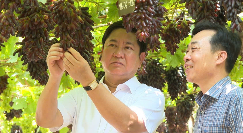 Một giống nho mới, trông như ngón tay, ngon như hàng nhập khẩu chính thức được phép trồng đại trà tại Ninh Thuận