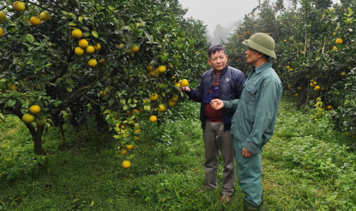 Trà Sơn, tay em cầm nhật thực