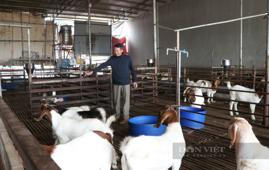 Tỷ phú Bắc Giang là một ông nông dân nuôi dê Nam Phi đặc sản số lượng lớn nhất tỉnh, lãi 2 tỷ/năm