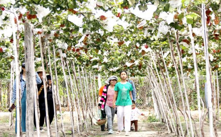 Sức hút từ sản phẩm du lịch nông nghiệp tại Bình Thuận