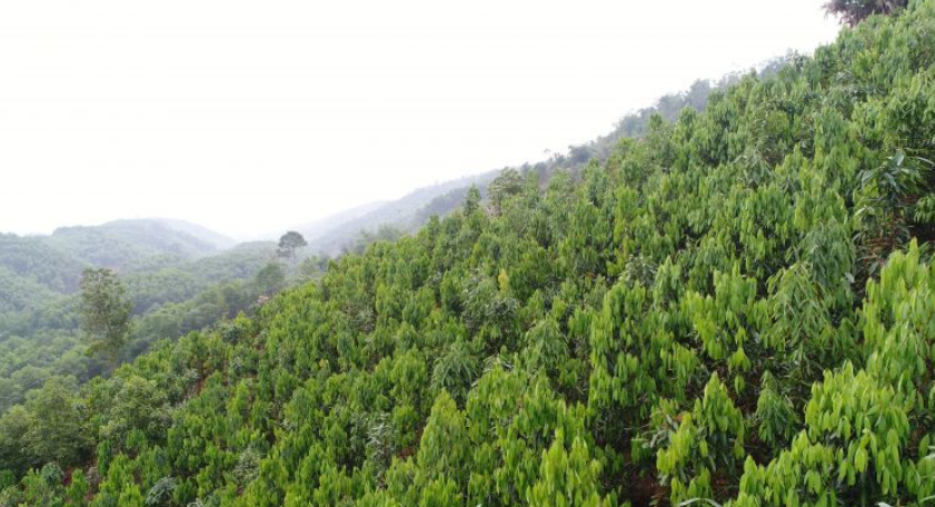 Loại cây ví như 'vàng xanh', Việt Nam đang thống lĩnh thị trường thế giới: Vừa giữ rừng, vừa thu triệu đô