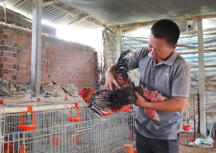 Nuôi con đặc sản, thị trường ngách cho chăn nuôi nông hộ: [Bài 3] Nuôi gà Đông Tảo thuần chủng