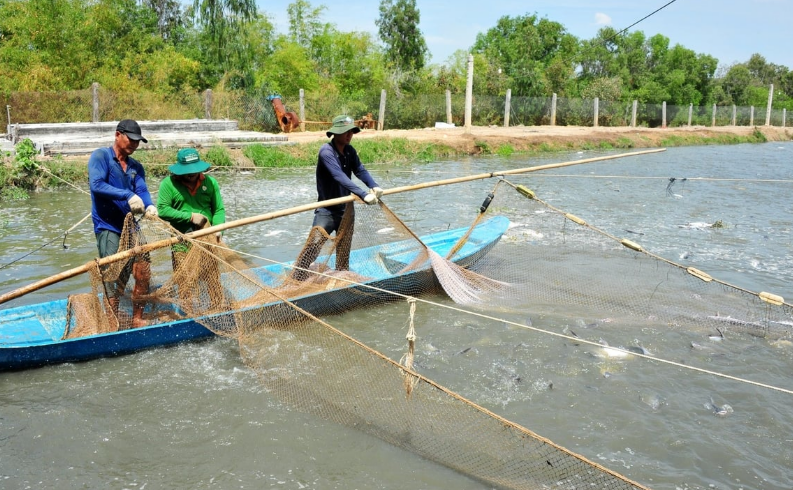 Nữ tỷ phú cá tra ở vùng đất Đồng Tháp Mười