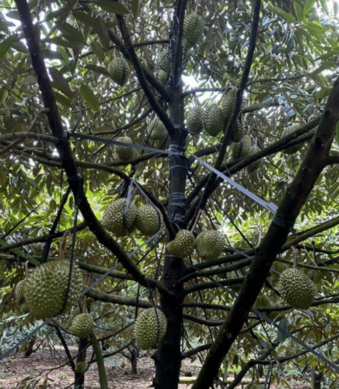Cả làng trồng sầu riêng ở Đồng Nam mà ra "xã tỷ phú", mỗi năm cầm dăm ba tỷ là thường