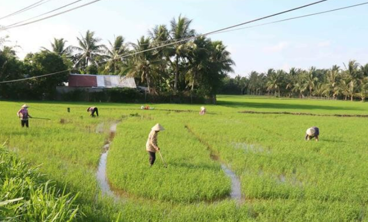 Trồng thứ chẳng ai ngờ giữa trời nắng nóng, nông dân Trà Vinh "trúng mánh" thu đều trăm triệu mỗi vụ