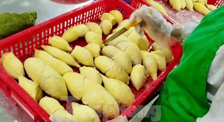 'Báo động đỏ' sầu riêng Việt Nam