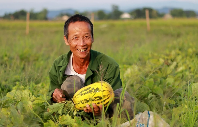 Chuyển đất lúa kém hiệu quả sang trồng dưa, thu 10 – 15 triệu đồng/sào