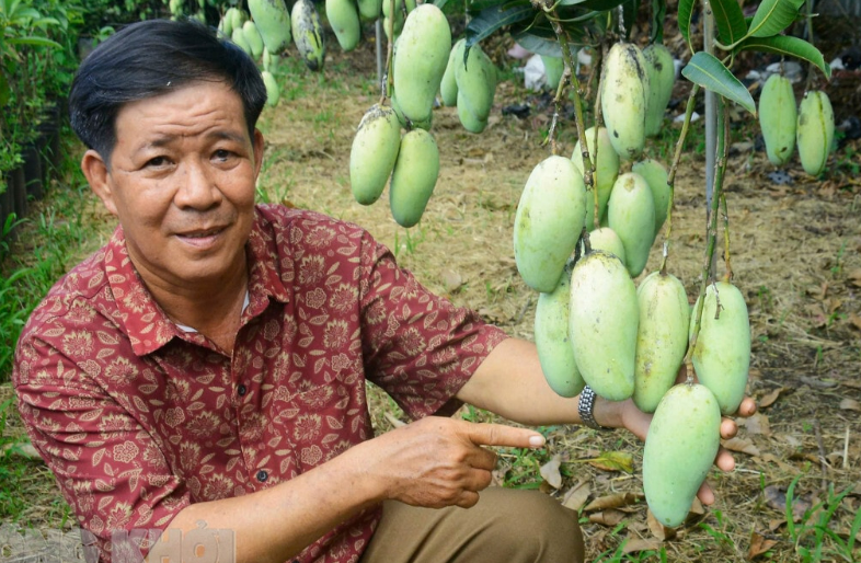 Phát hiện trái lạ, nông dân Bến Tre trồng ra loại quả "Tài lộc", không thiếu tiền vì trúng mùa, bán chạy quanh năm