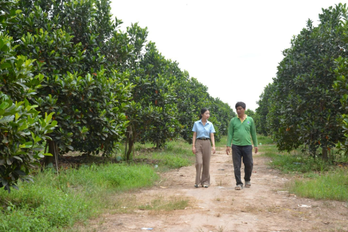 Nông dân Tây Ninh bỏ lối mòn, chuyển sang trồng loại quả "đặc sản quốc đảo", thu hoạch một vụ lãi tới cả tỷ đồng