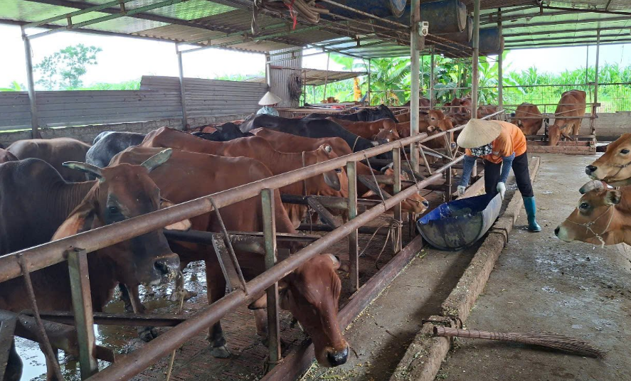 Biến ruộng thành đồng cỏ, một nông dân Hải Phòng nuôi con gì mà "tự trả lương cao", 25 triệu/tháng?