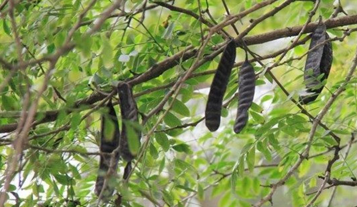 1 loại quả mọc dại ở Việt Nam có giá hơn 2 triệu đồng/kg ở Trung Quốc: Hóa ra là "kho" dược liệu quý