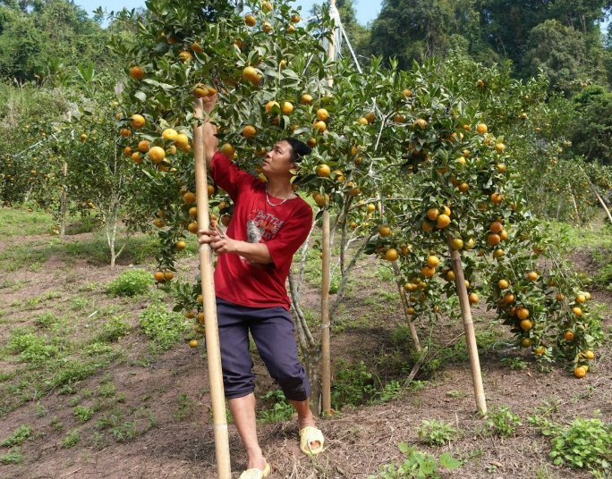 Từng thất bại với cây ngô, nông dân Điện Biên lặng lẽ thử trồng loại "quả ngọt mới", bất ngờ thu nhập tăng cao nhiều lần