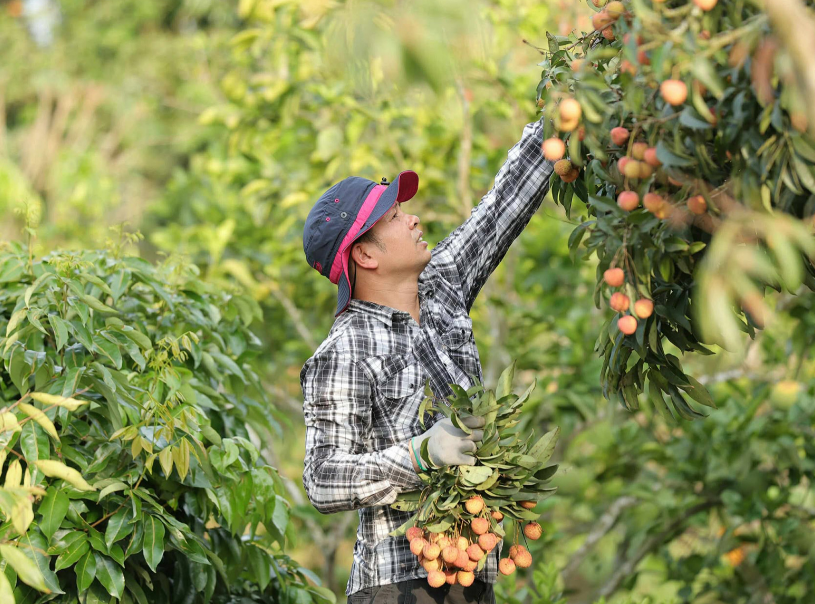 Vườn vải ở Hải Dương được ví như rừng nguyên sinh thu nhỏ, hút khách tham quan