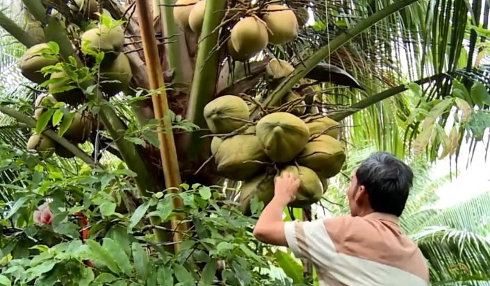 Nông dân Trà vinh trồng dừa theo cách "độc đáo - chuẩn xu hướng", thương lái đến tận vườn mua, thu nhập hàng năm tính bằng 9 con số