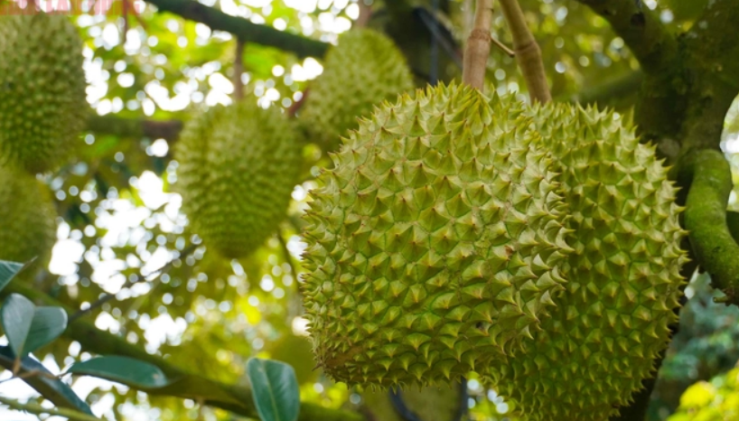 Hình ảnh nông dân Bà Rịa - Vũng Tàu tất bật thu hoạch sầu riêng xuất khẩu đi Trung Quốc
