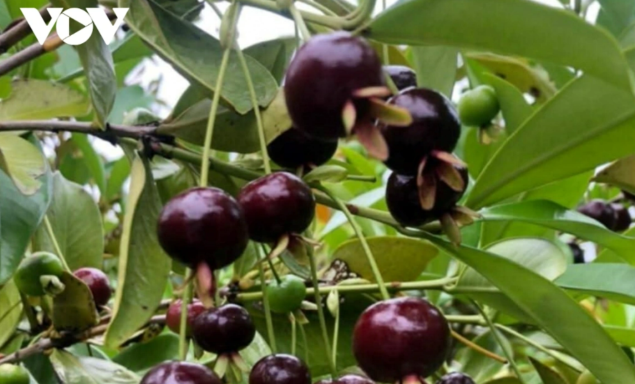 Cây ăn quả nhập ngoại tạo "làn gió mới" cho miền núi Khánh Hòa