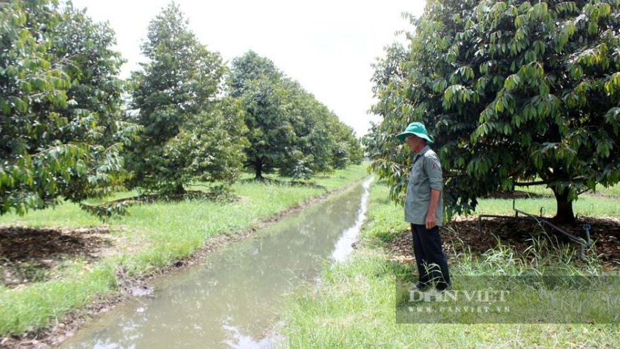 Nông dân Tây Ninh đang trồng sầu riêng kiểu lạ đời, "cây không đụng lá, cá không chạm đuôi" mà thu tiền tỷ