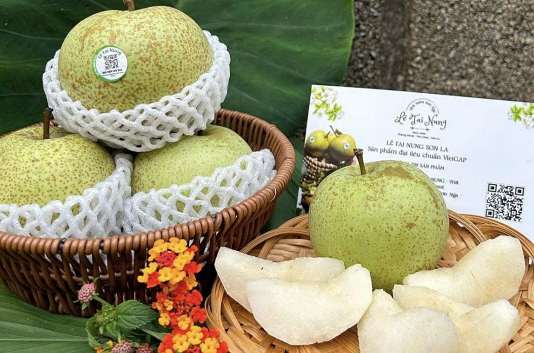 Bén rễ trên đất Sơn La- Lê Tai Nung đang cho thu nhập cao