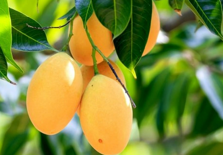 Loại cây người Việt thường ăn quả, không ngờ lá lại là "thuốc quý"