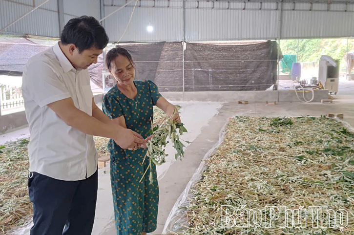 Triển vọng nghề nuôi tằm ở xã Đồng Lương