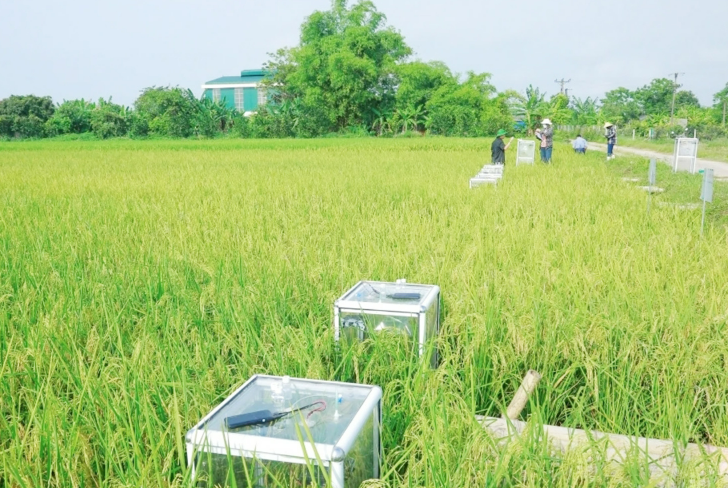 Vẫn là cây lúa, vườn rau, nhưng nhờ cách làm mới này mà nông dân Thanh Hóa liên tục giàu lên