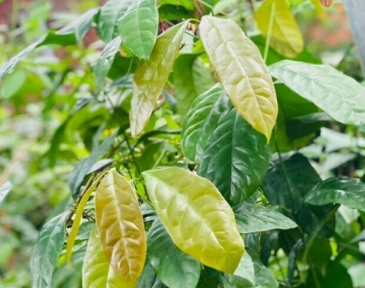 Nghề lạ ở Việt Nam: Cây dại mọc bờ rào mang về trồng một lần hái đọt non bán quanh năm, chỉ vài tháng là thu hoạch, thành đặc sản nổi tiếng
