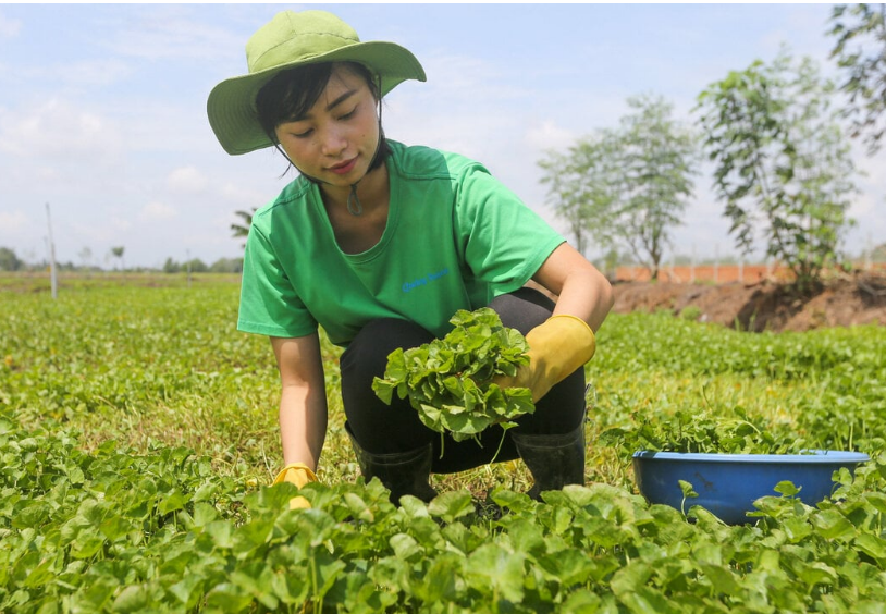 Cô gái khởi nghiệp từ loại rau mọc dại quanh nhà, xuất khẩu thành công sang châu Âu