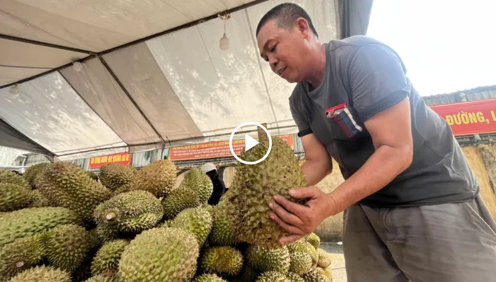 https://plo.vn/vi-sao-sau-rieng-khong-lo-gia-re-ban-day-via-he-tphcm-post874505.html