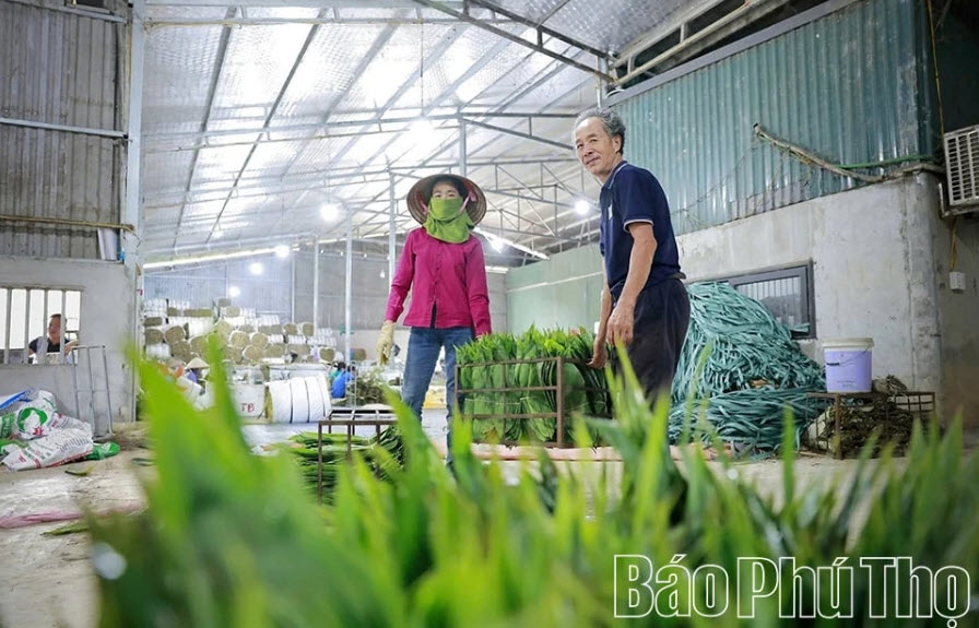 Hái lá "tre" bán ra tiền tỷ là mô hình làm giàu của người dân vùng đất này ở Phú Thọ