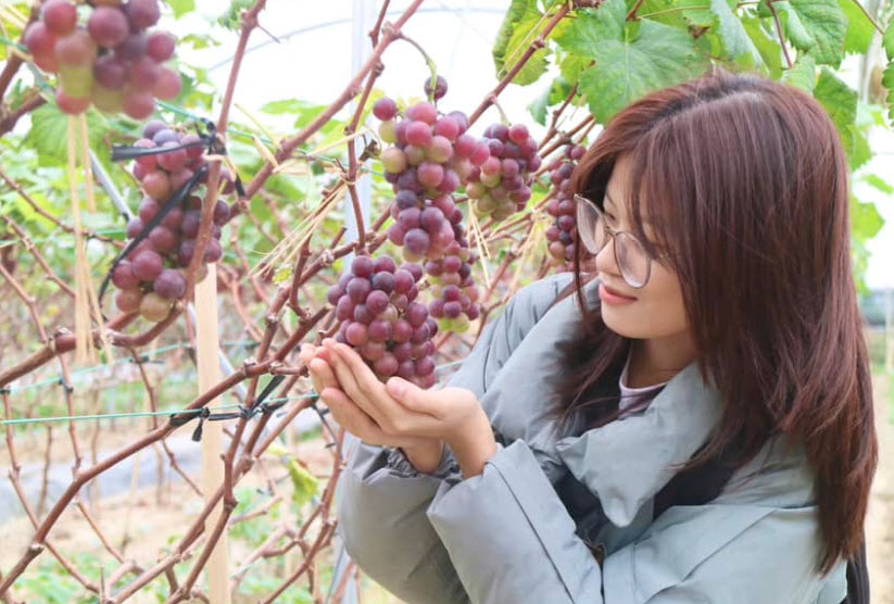Tạo lập trang trại trù phú, nông dân Phú Thọ hút du khách đến trải nghiệm hái dâu tây, nho chín
