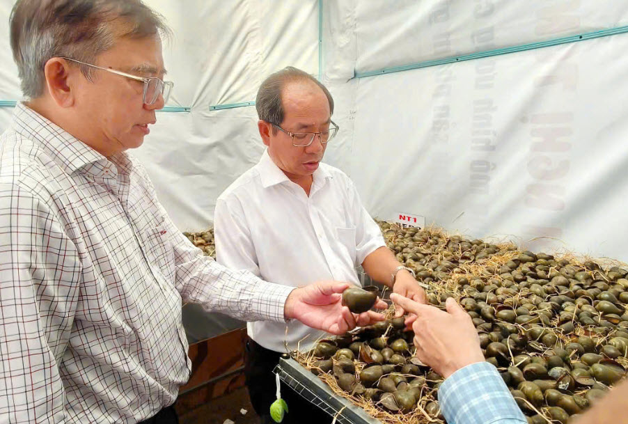 Nghiên cứu quy trình nuôi ốc bươu đồng theo hướng tiềm sinh