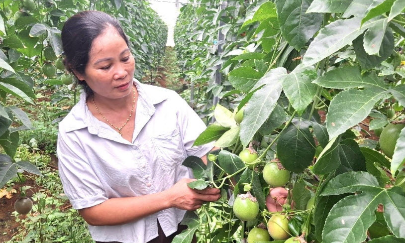 Khi nông dân ‘làm nhà’ cho chanh dây