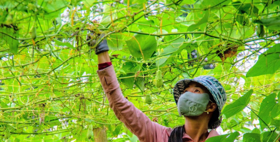 Khám phá mùa su nụ trên nóc nhà miền Tây ở tỉnh An Giang